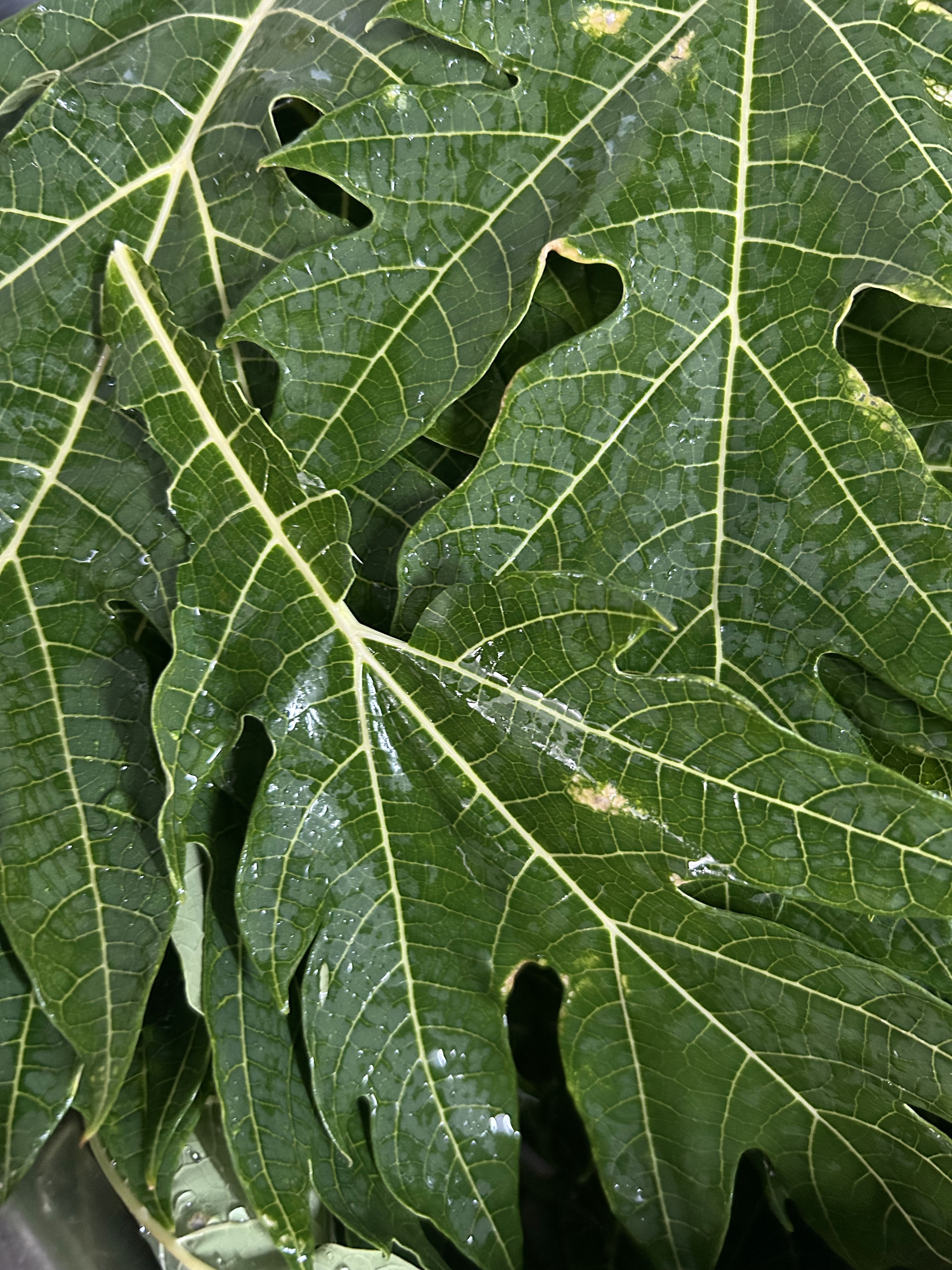 Freshly harvested papaya leaves